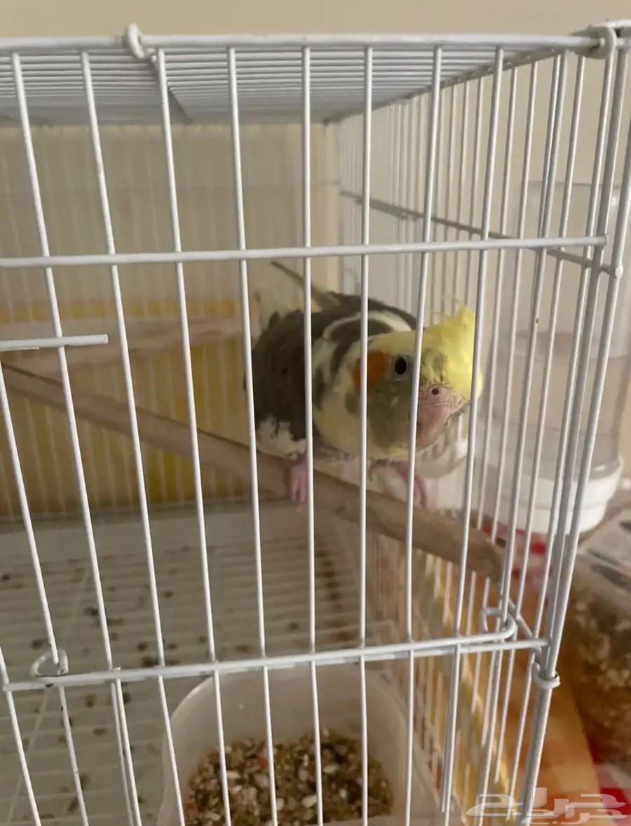 كروان كوكتيل اليف64593301117825110