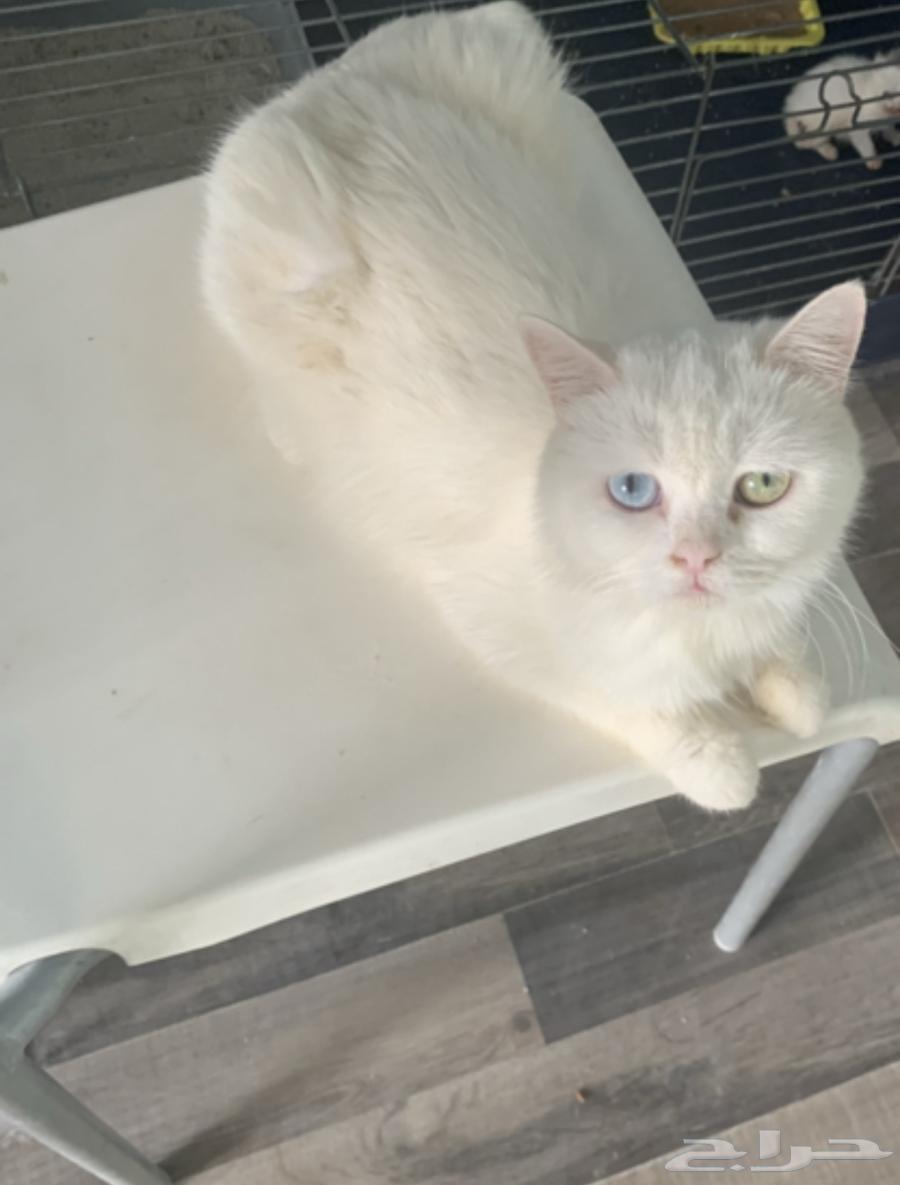 أنثى برتش للبيع الرياض بسعر 30064594899158657110