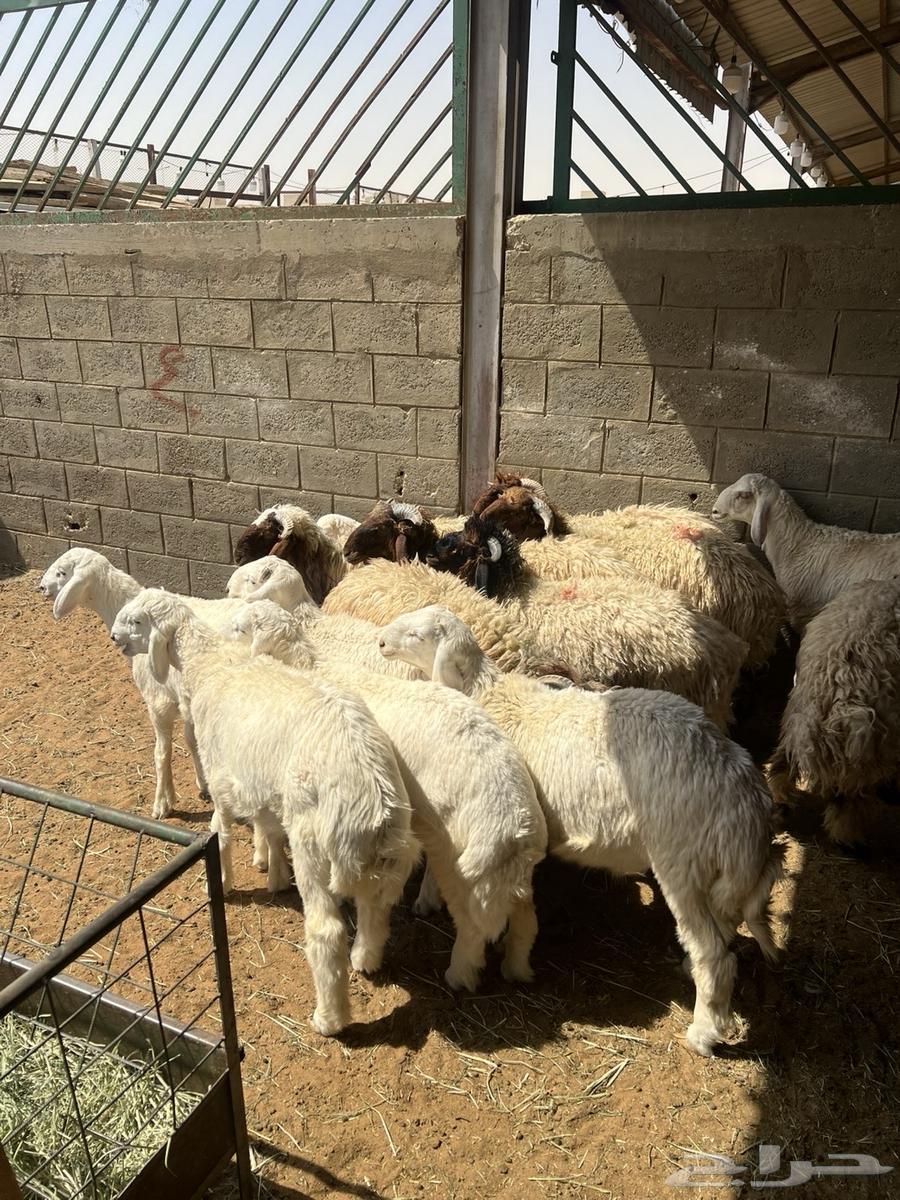 ذبائح للبيع شرط ويوجد توصيل64592250129538111