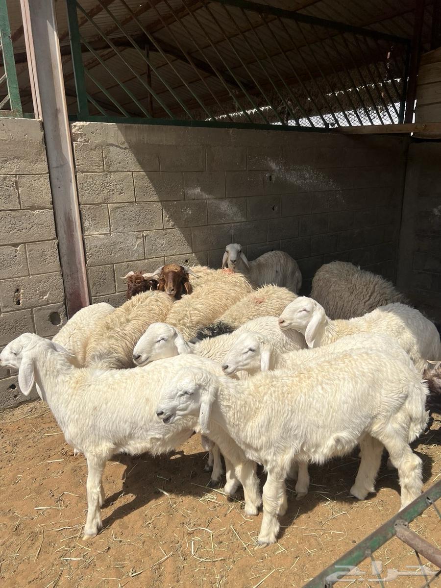 ذبائح للبيع شرط ويوجد توصيل64592250129538112