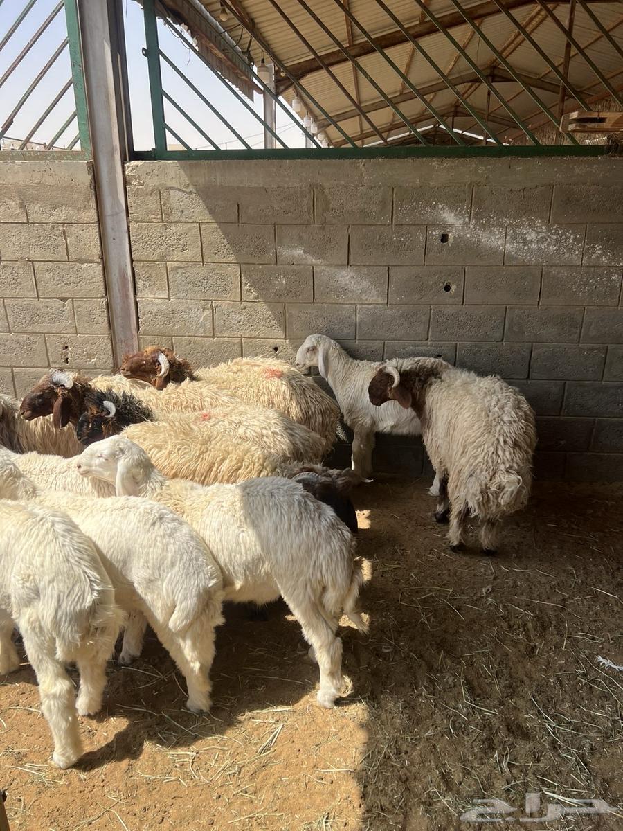 ذبائح للبيع شرط ويوجد توصيل64592250129538110