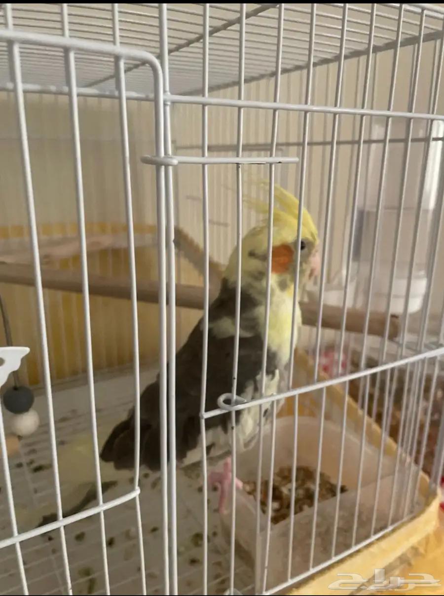 كروان كوكتيل اليف64593301117825111