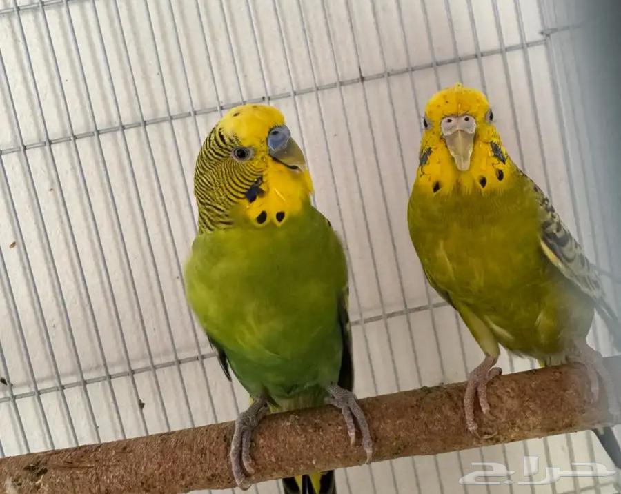 زوج بادجي64591997448834111