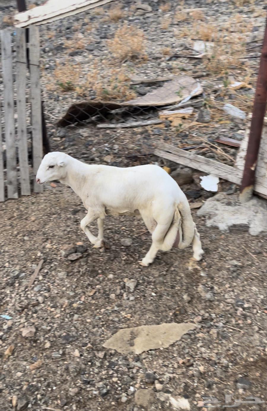 طلي رفيدي تيلد عندي مقفل شحم عمره 3 شهور ونص64590643297794110