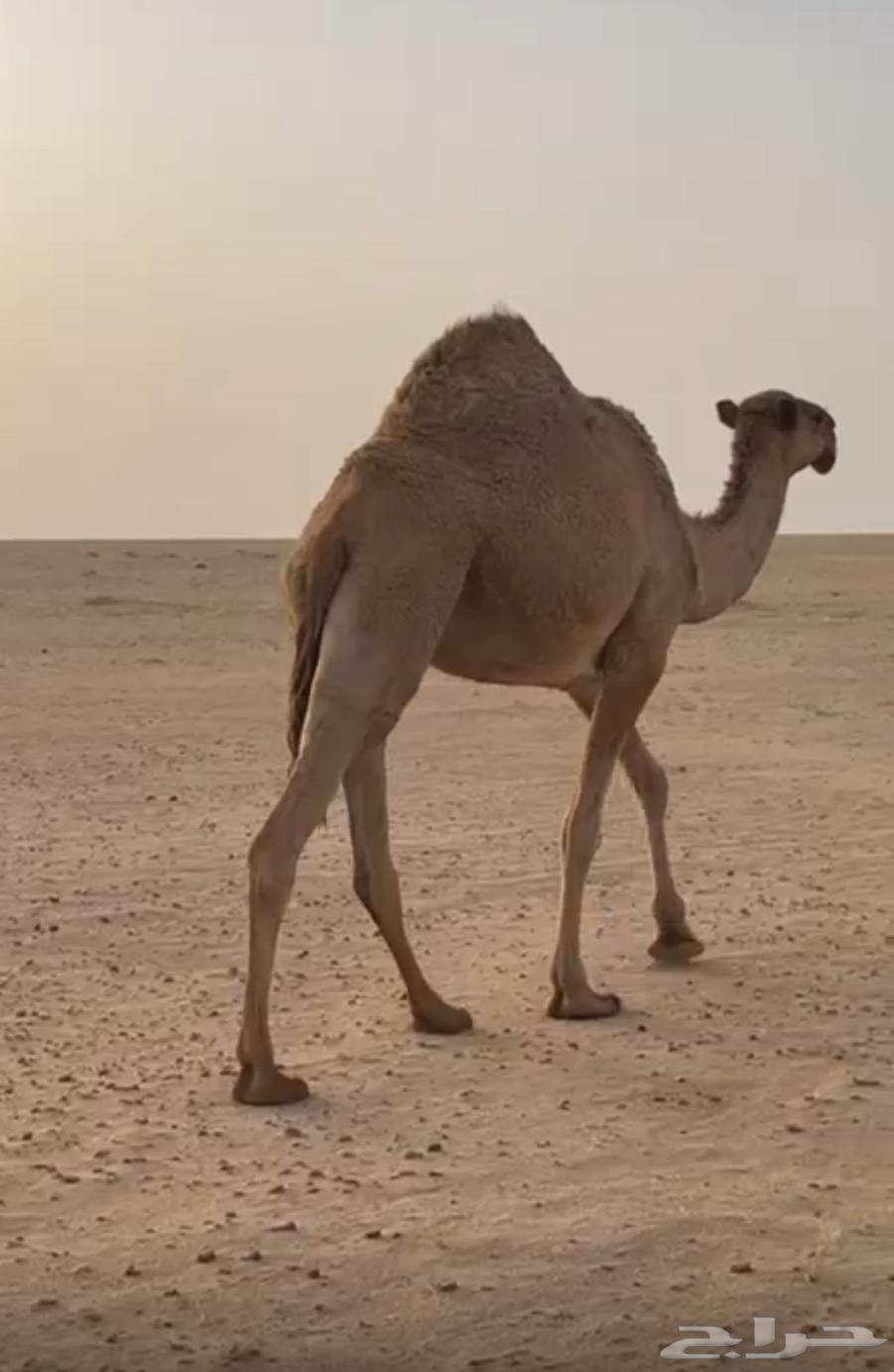 رباع للبيع نقبل البدل64592201842178113