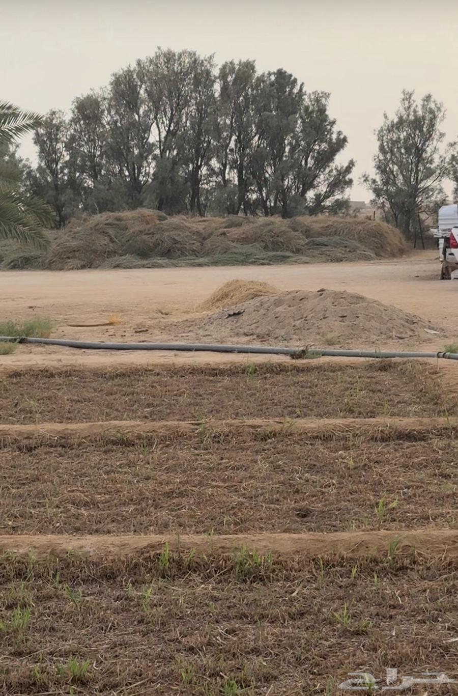 Clean Bluebank Fodder (Sold)64593534220546111