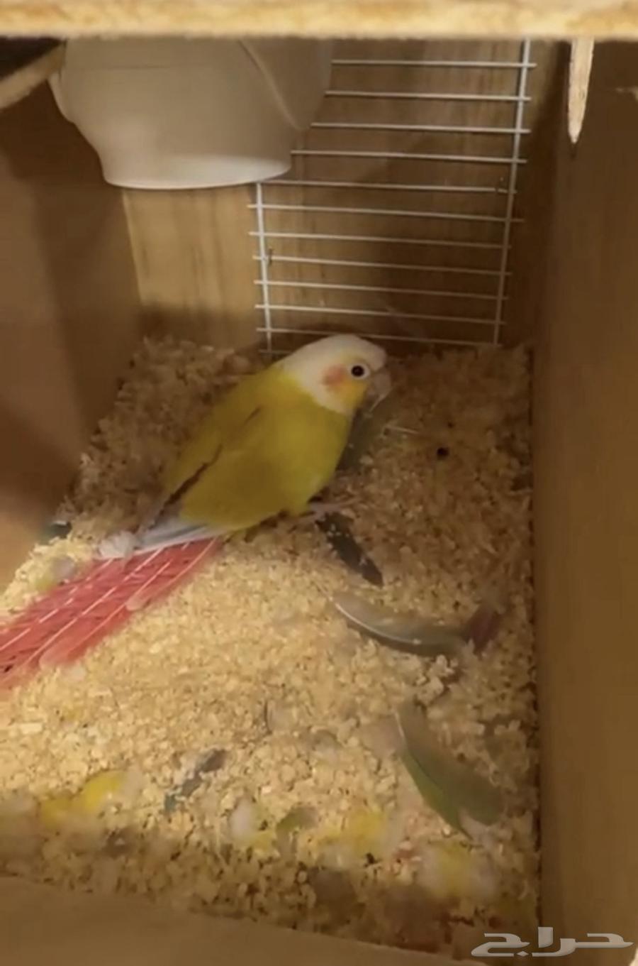 Diverse, productive, and distinctive Kenyor pairs (single - bulk)64548322904577111