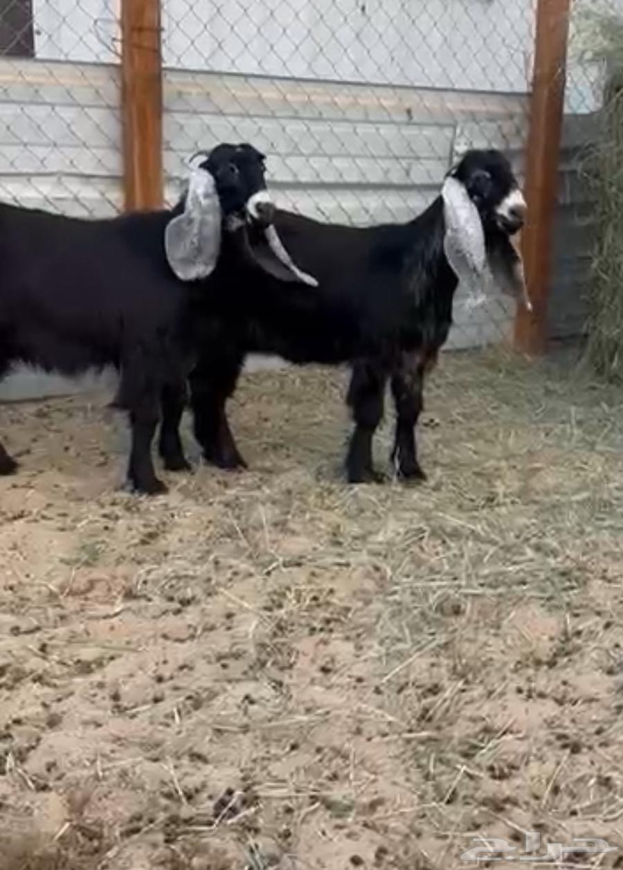 معزى عارضيه للبيع بالاحساء64589841982081111