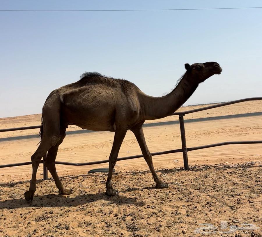 عشرا بكره بكر64589878942977111