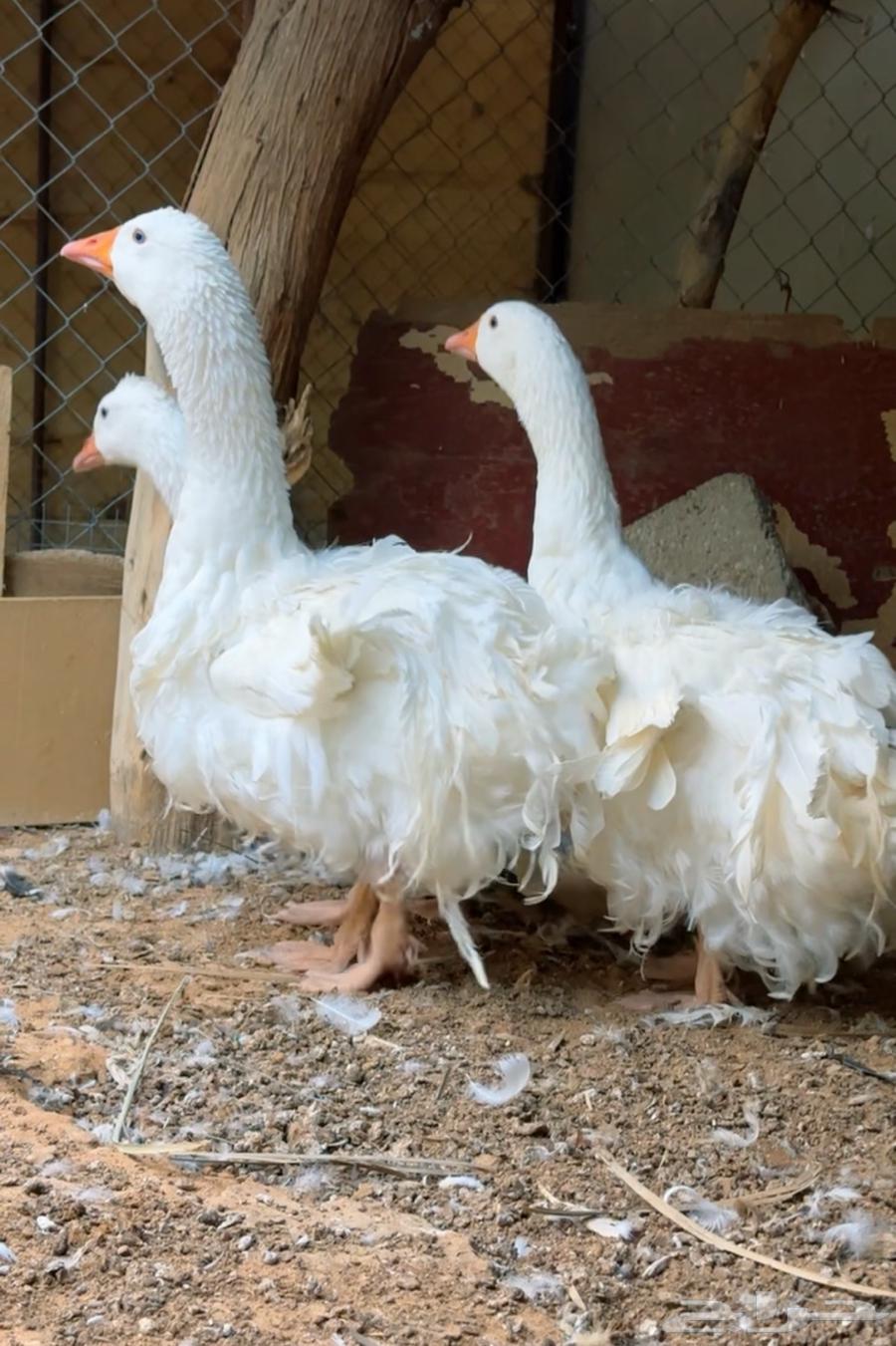 White Twisted Goose Top64595907074561110