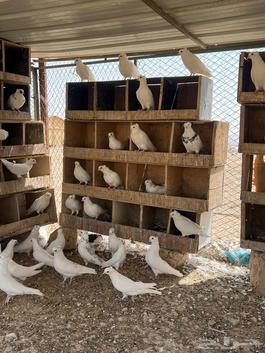 حمام قنادي64596266087938111