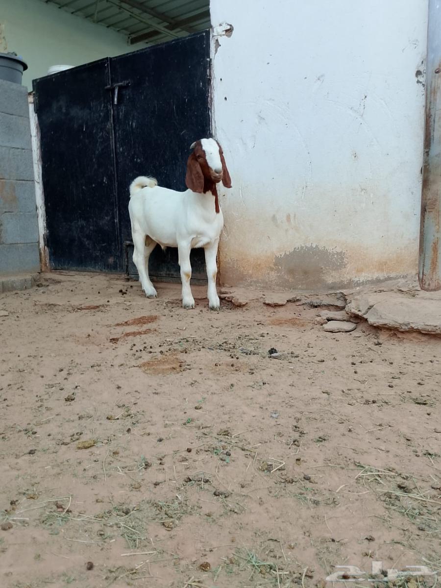 تيس بورقوت فاخر64593912865027114