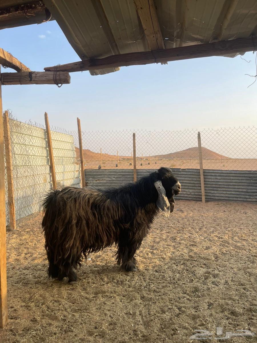 تيس للبيع64592396286723111