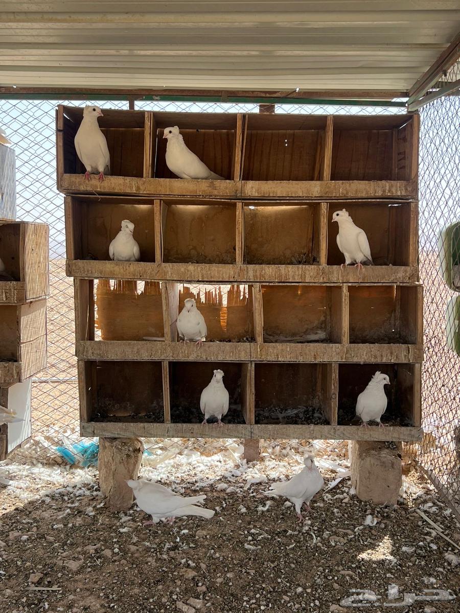 حمام قنادي64596266087938112