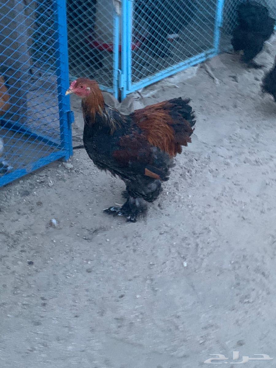 ديوك براهما64590480345602112