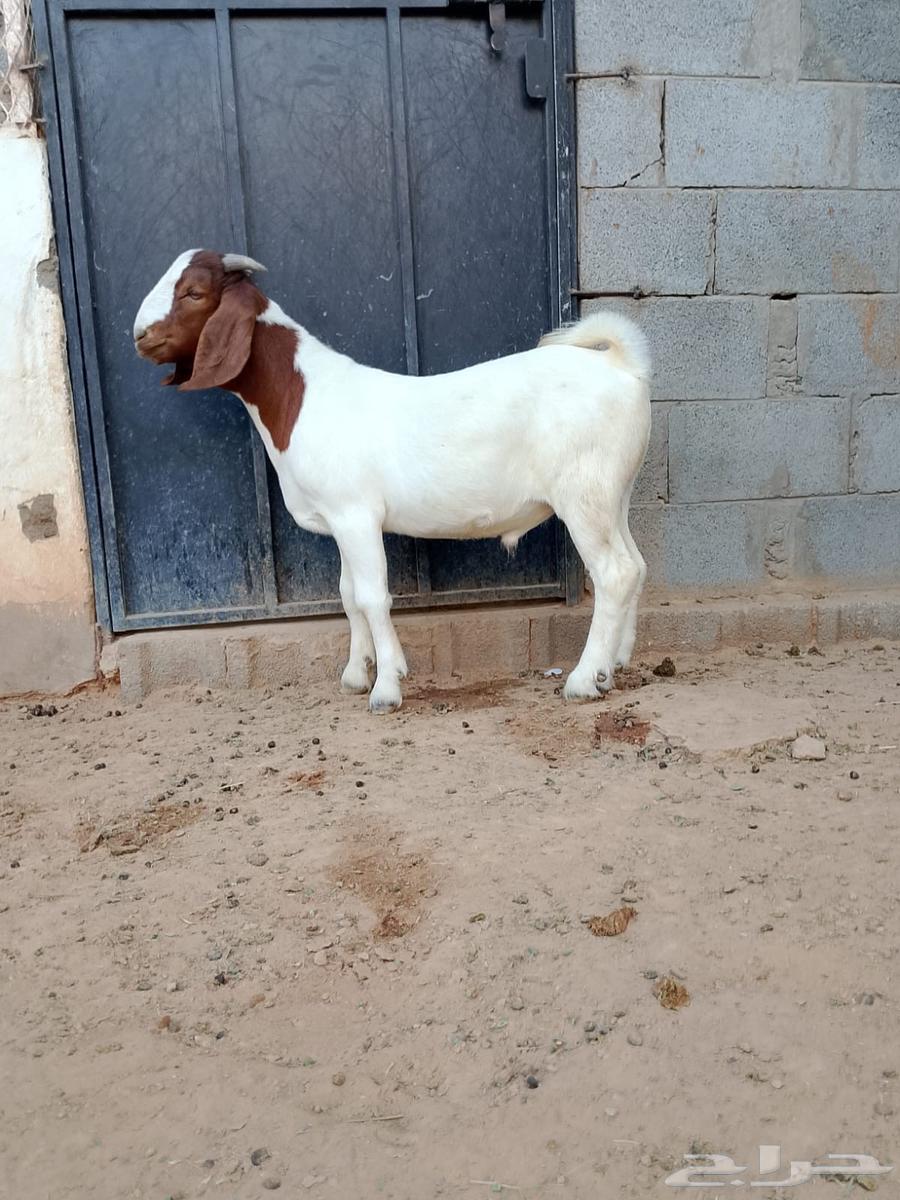 تيس بورقوت فاخر64593912865027113