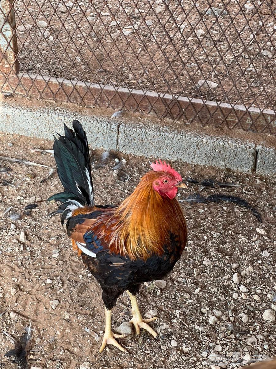 للبيع ديوك ودجاج اعمار من سنه الى سنه وتسعه اشهر64588881129473113