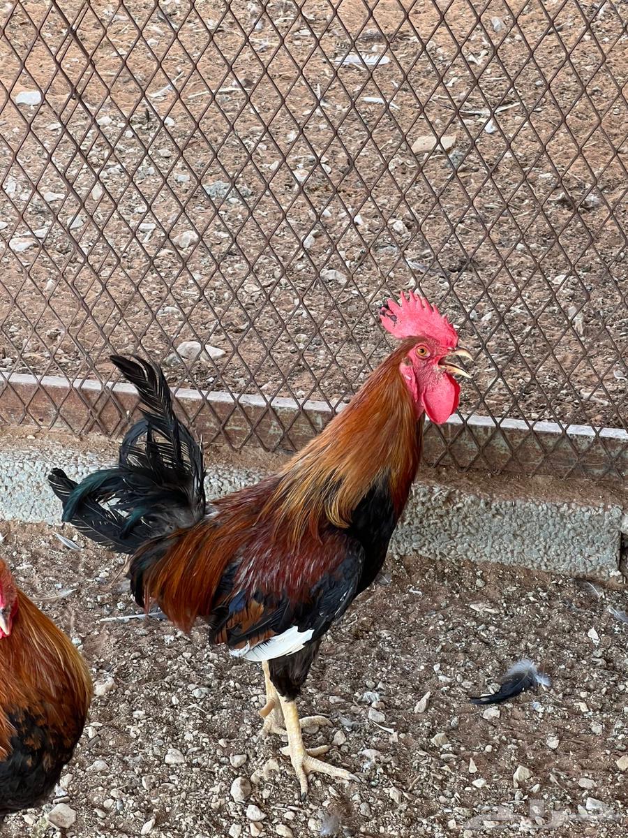 للبيع ديوك ودجاج اعمار من سنه الى سنه وتسعه اشهر64588881129473110