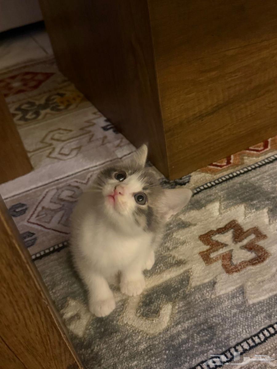 قطة وقط64591610473603111