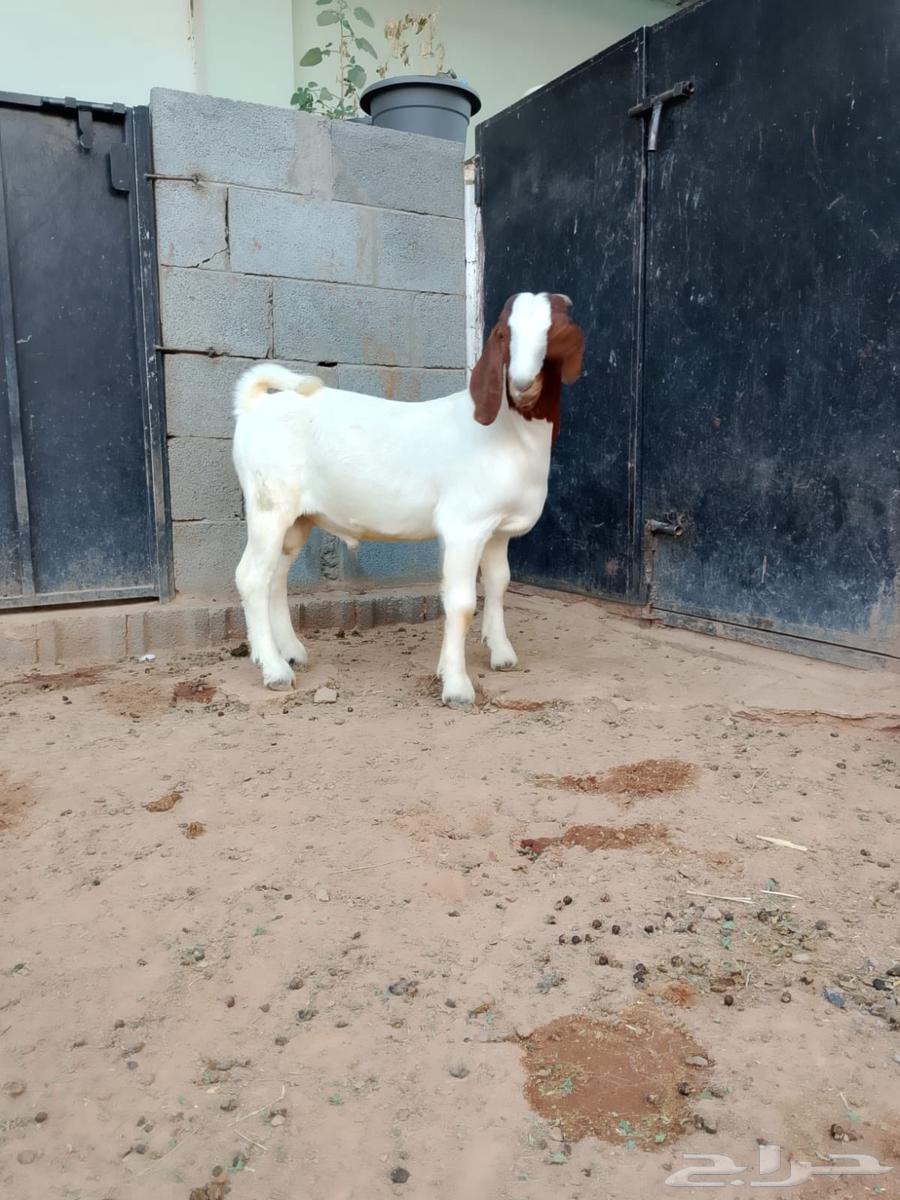 تيس بورقوت فاخر64593912865027112