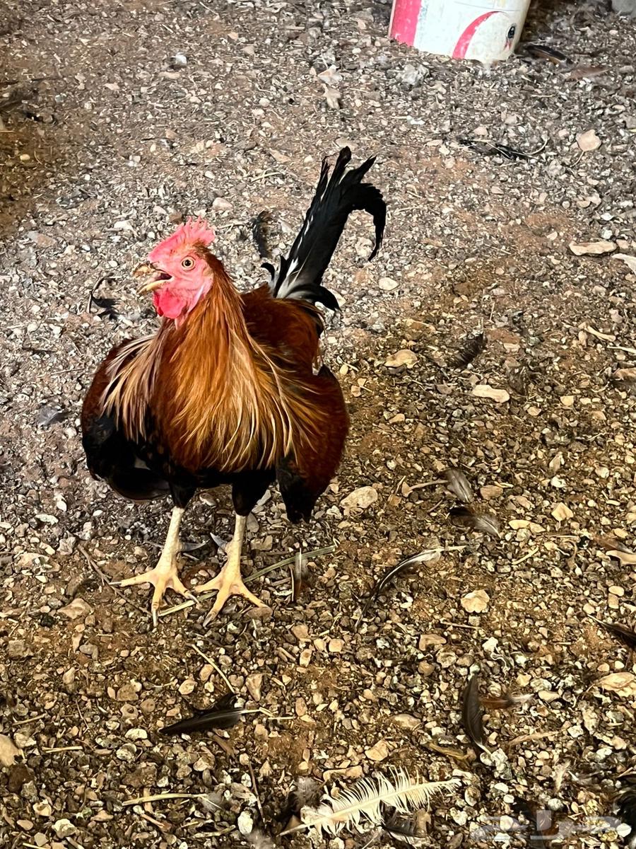 للبيع ديوك ودجاج اعمار من سنه الى سنه وتسعه اشهر64588881129473111