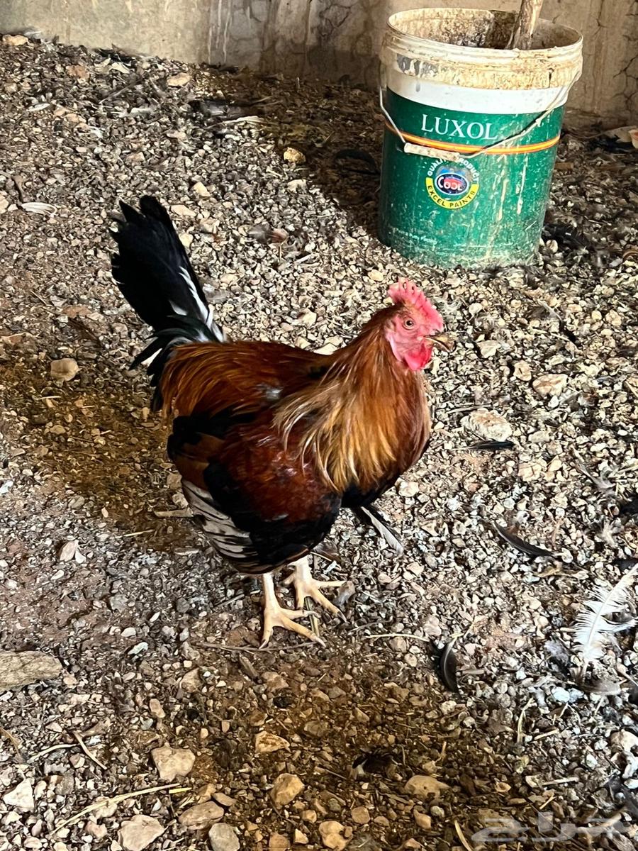 للبيع ديوك ودجاج اعمار من سنه الى سنه وتسعه اشهر64588881129473112