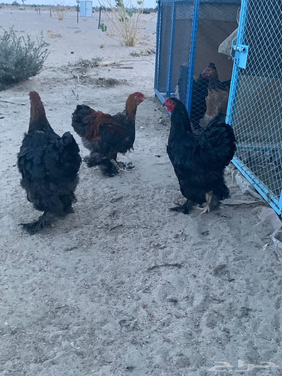 ديوك براهما64590480345602110