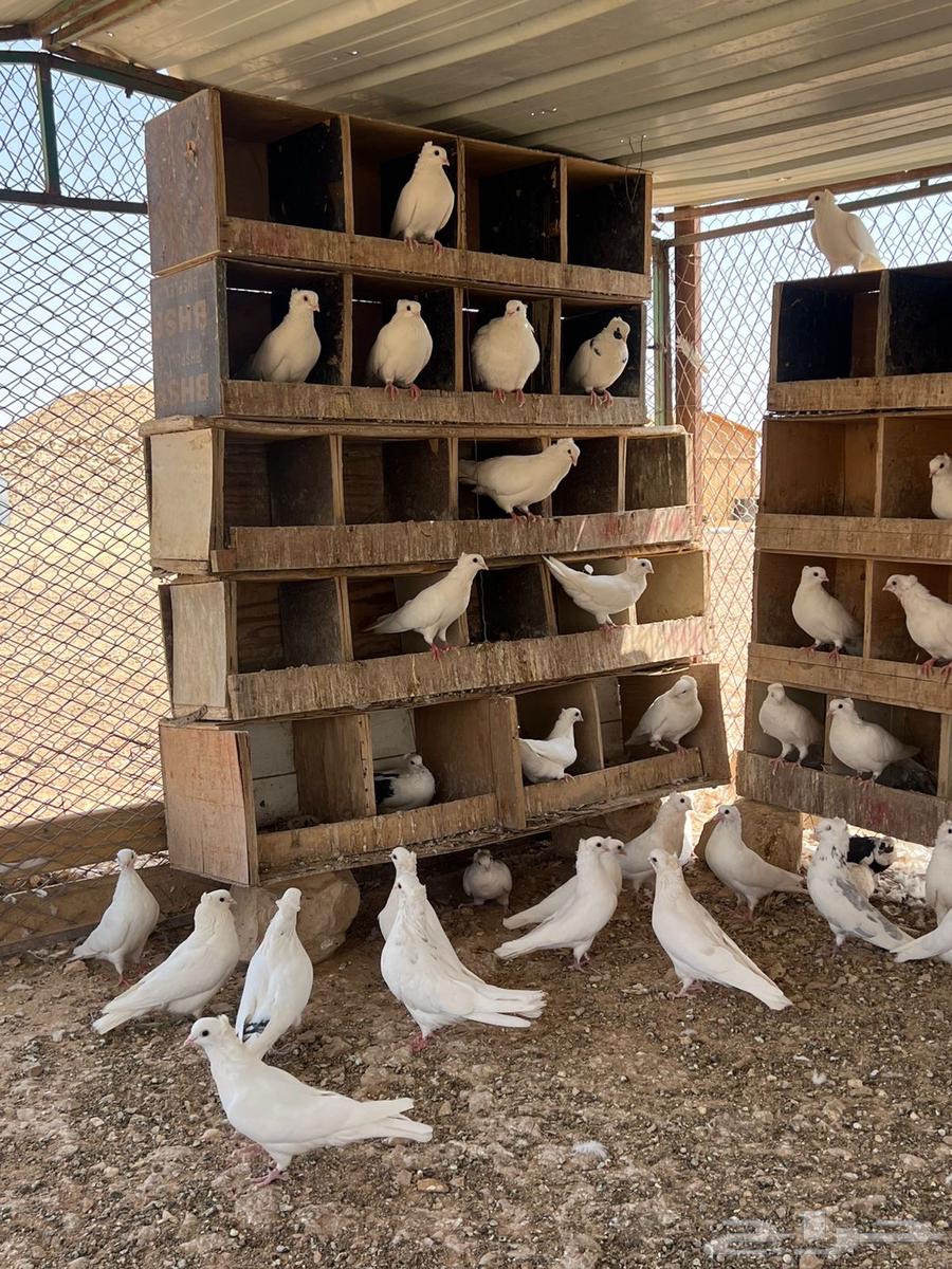 حمام قنادي64596266087938110