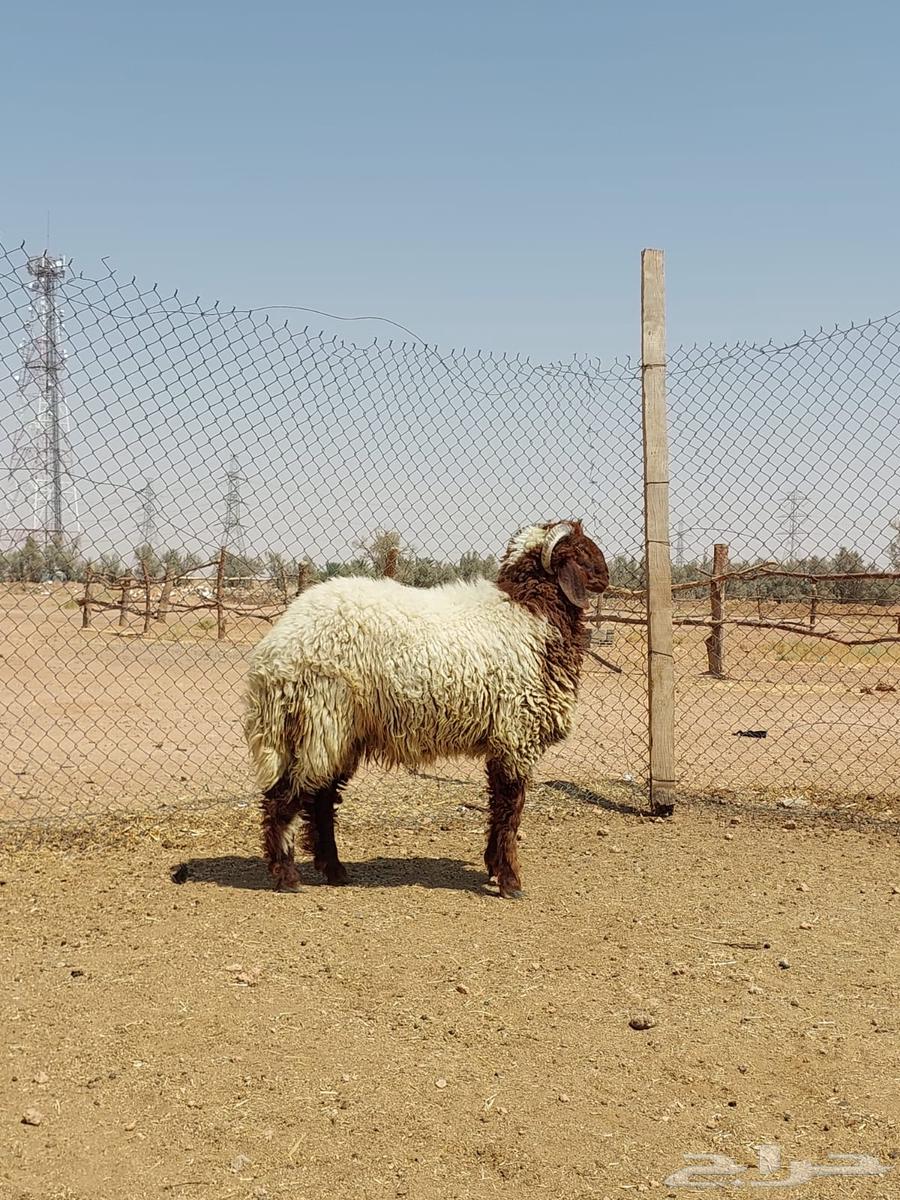 Naeem's Slaughters, Goats and Rams64591382999427110