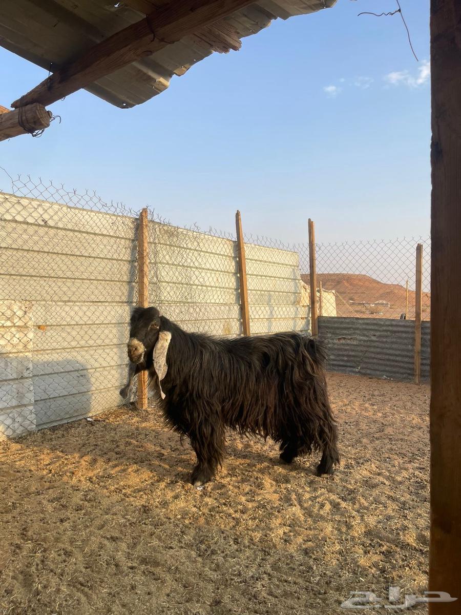 تيس للبيع64592396286723110