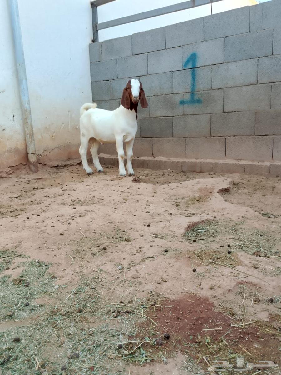 تيس بورقوت فاخر64593912865027111