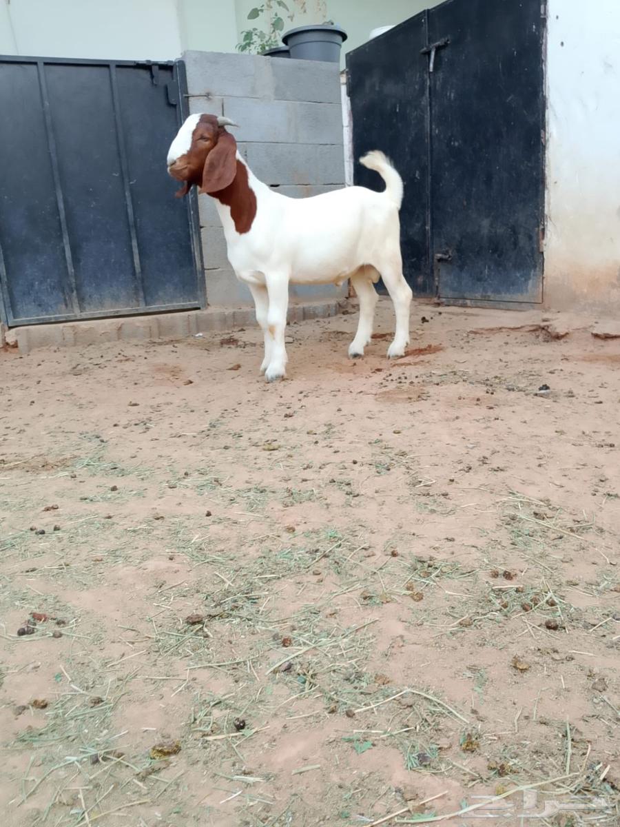 تيس بورقوت فاخر64593912865027110