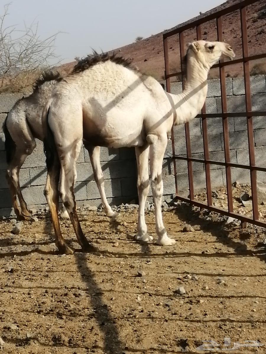 تم البيع تم البيع64594247034755110