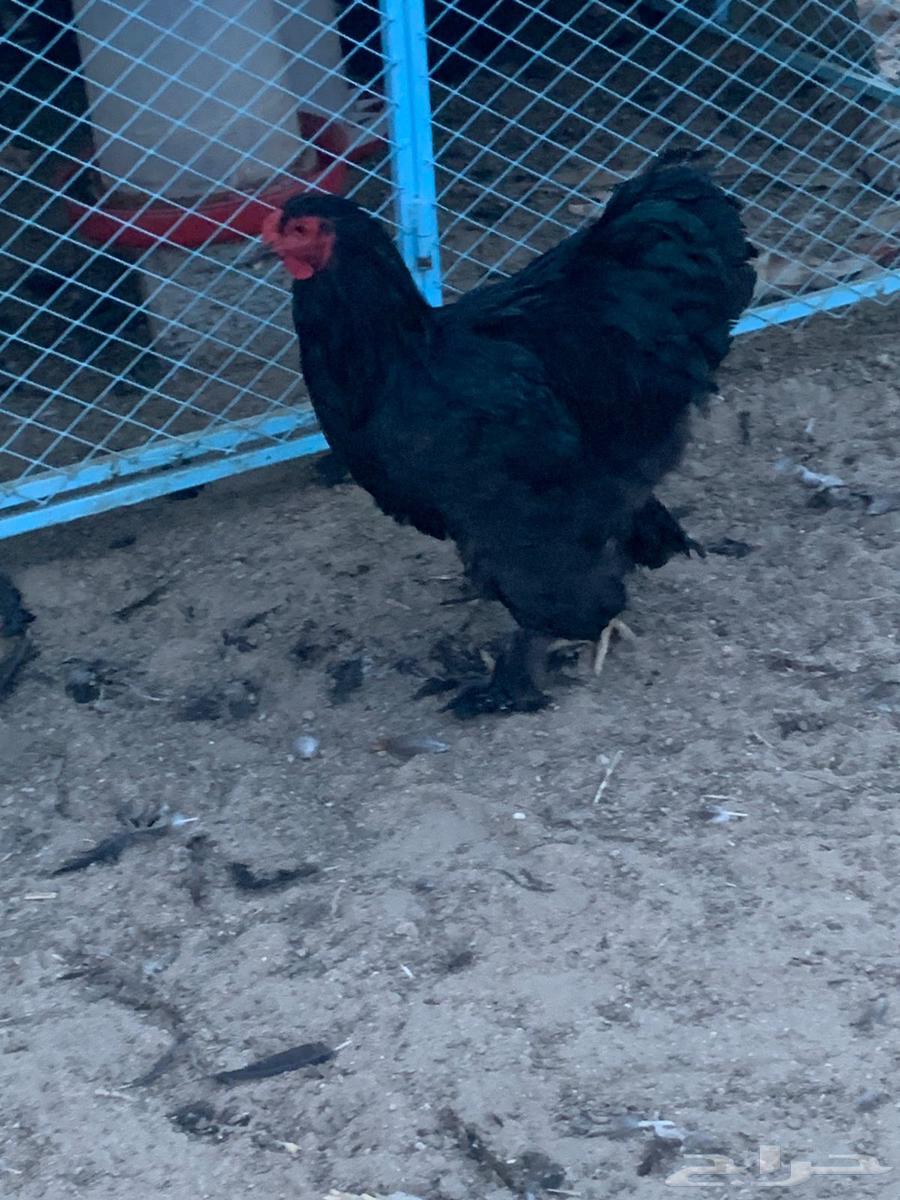 ديوك براهما64590480345602111