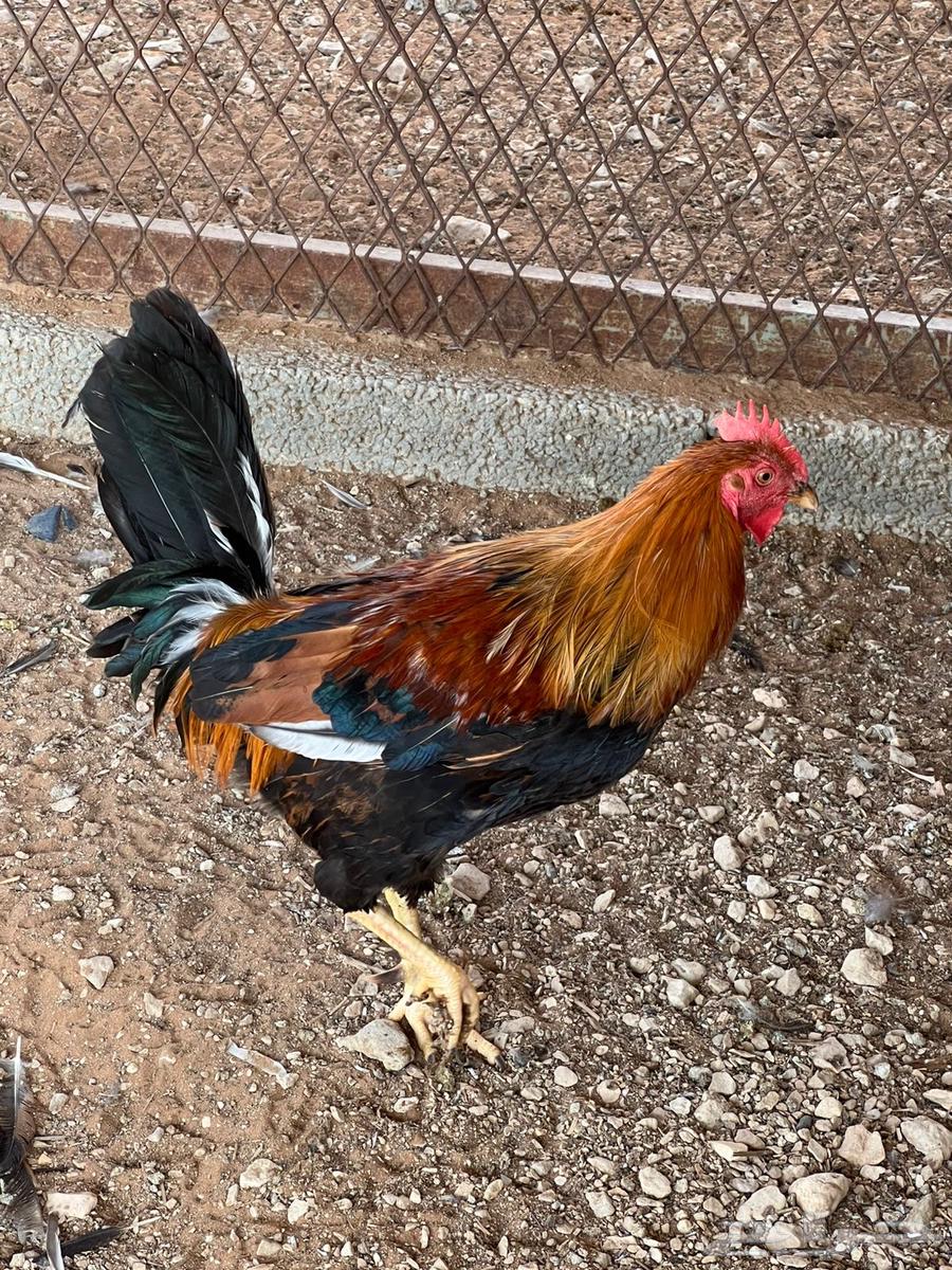 للبيع ديوك ودجاج اعمار من سنه الى سنه وتسعه اشهر64588881129473114