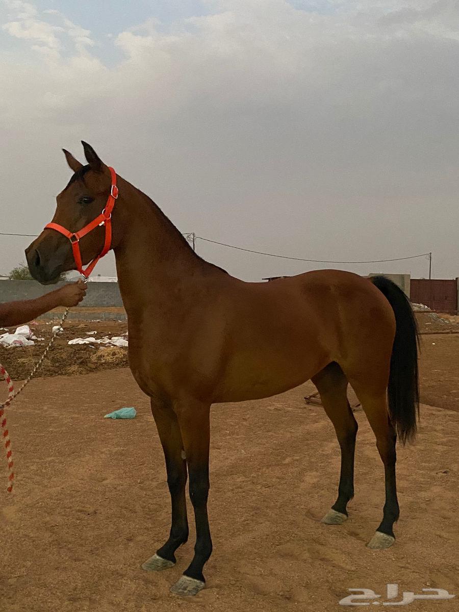 فرس للبيع64591755652354110