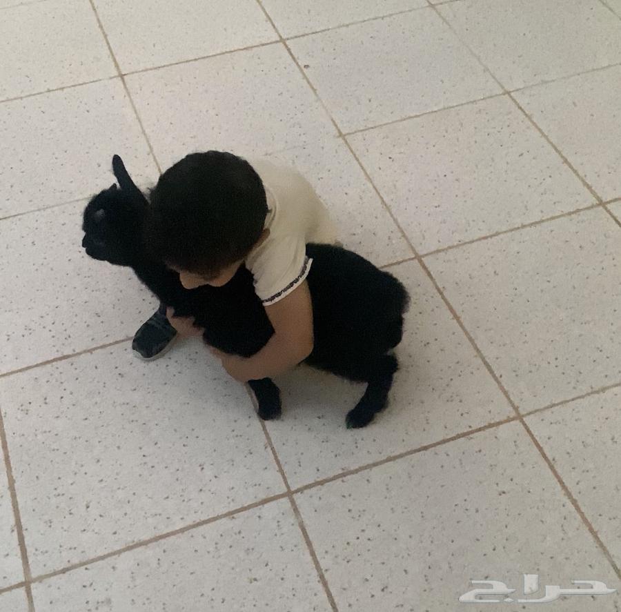 تيس قزم للبيع   سيم 75064590886318467110