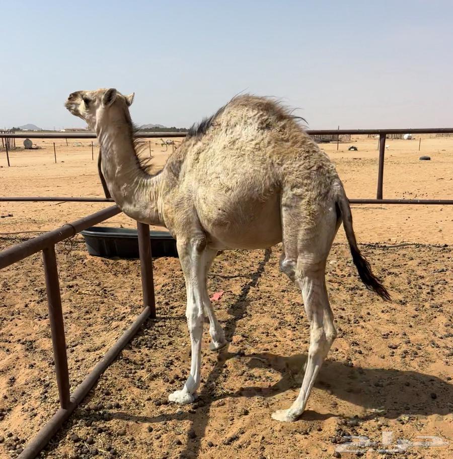 عشرا بكره بكر64589878942977114