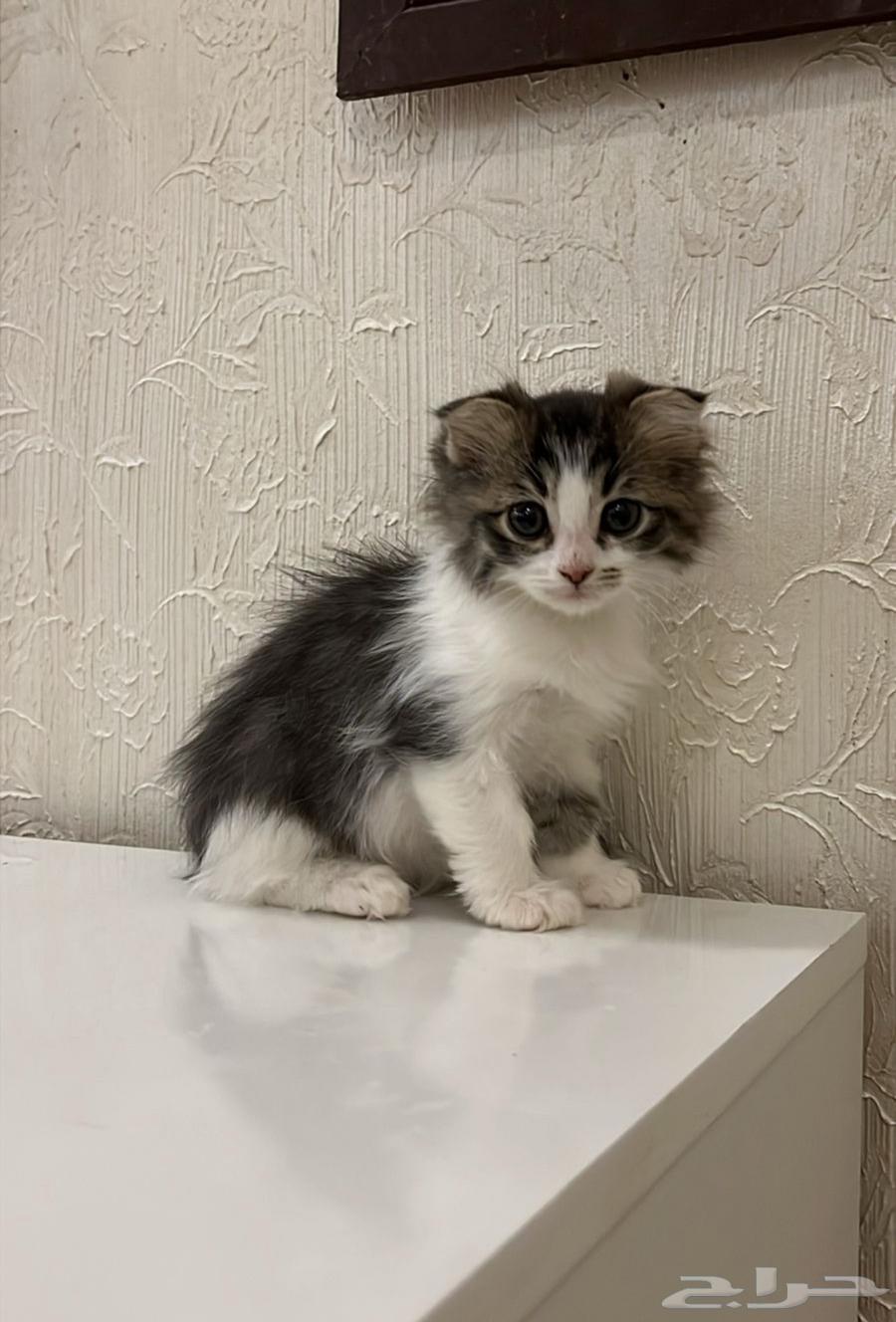 انثى سكوتش كتن للبيع64588768975747110