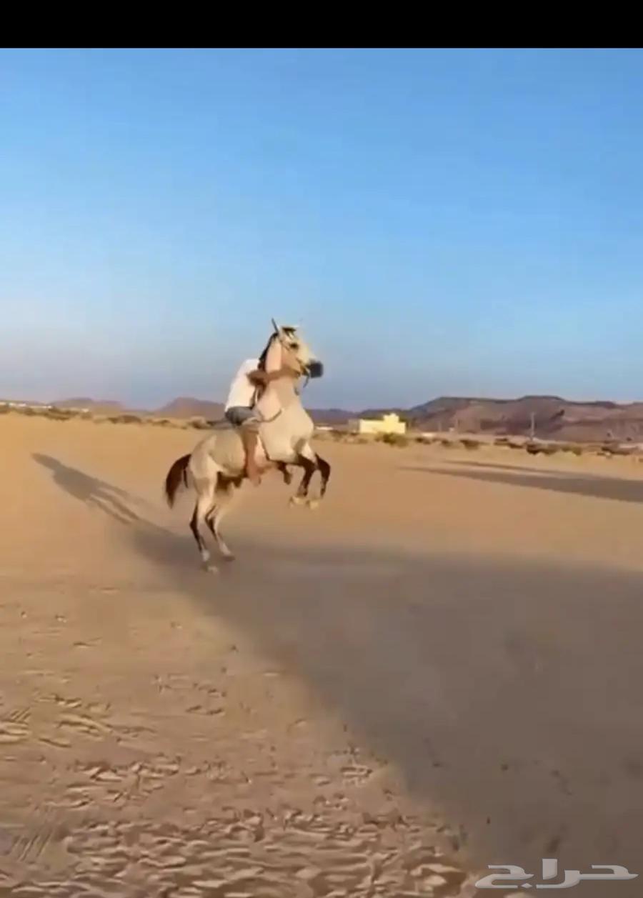 حصان شعبي64596179120897110