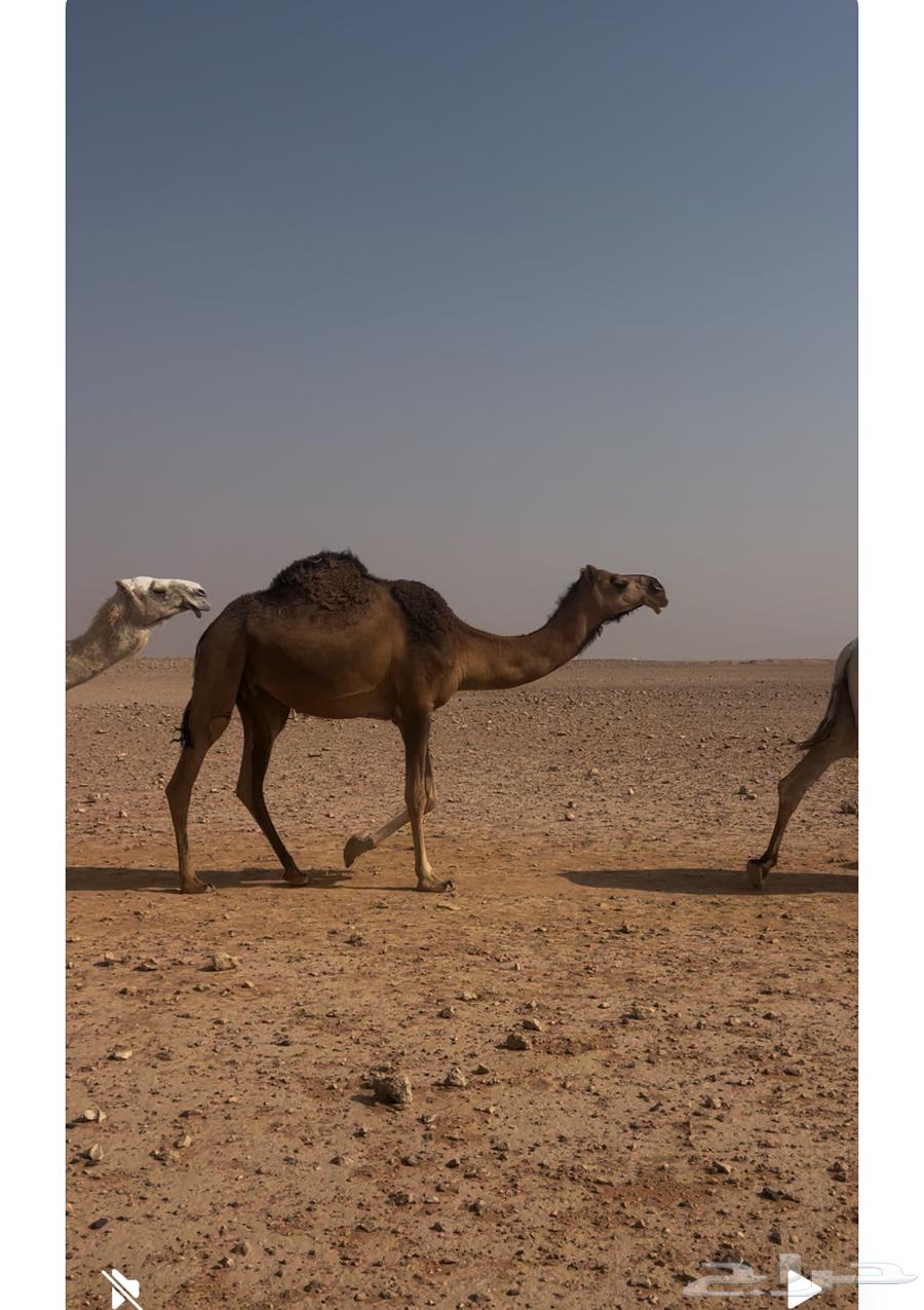 ناقه مصعد للبيع64591250274306111