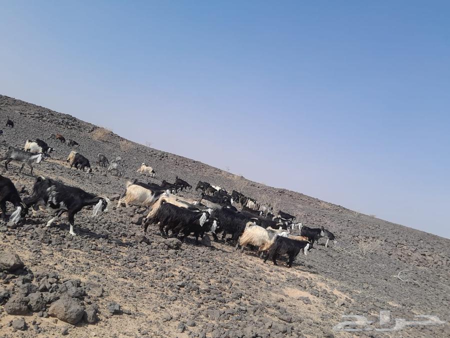 معزا عوارض للبيع64589952871298110