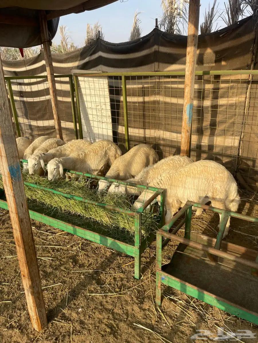 ذبايح مقفله للبيع64588669253761110