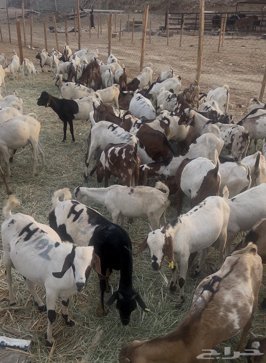 تيوس صوماليه64588881121667110