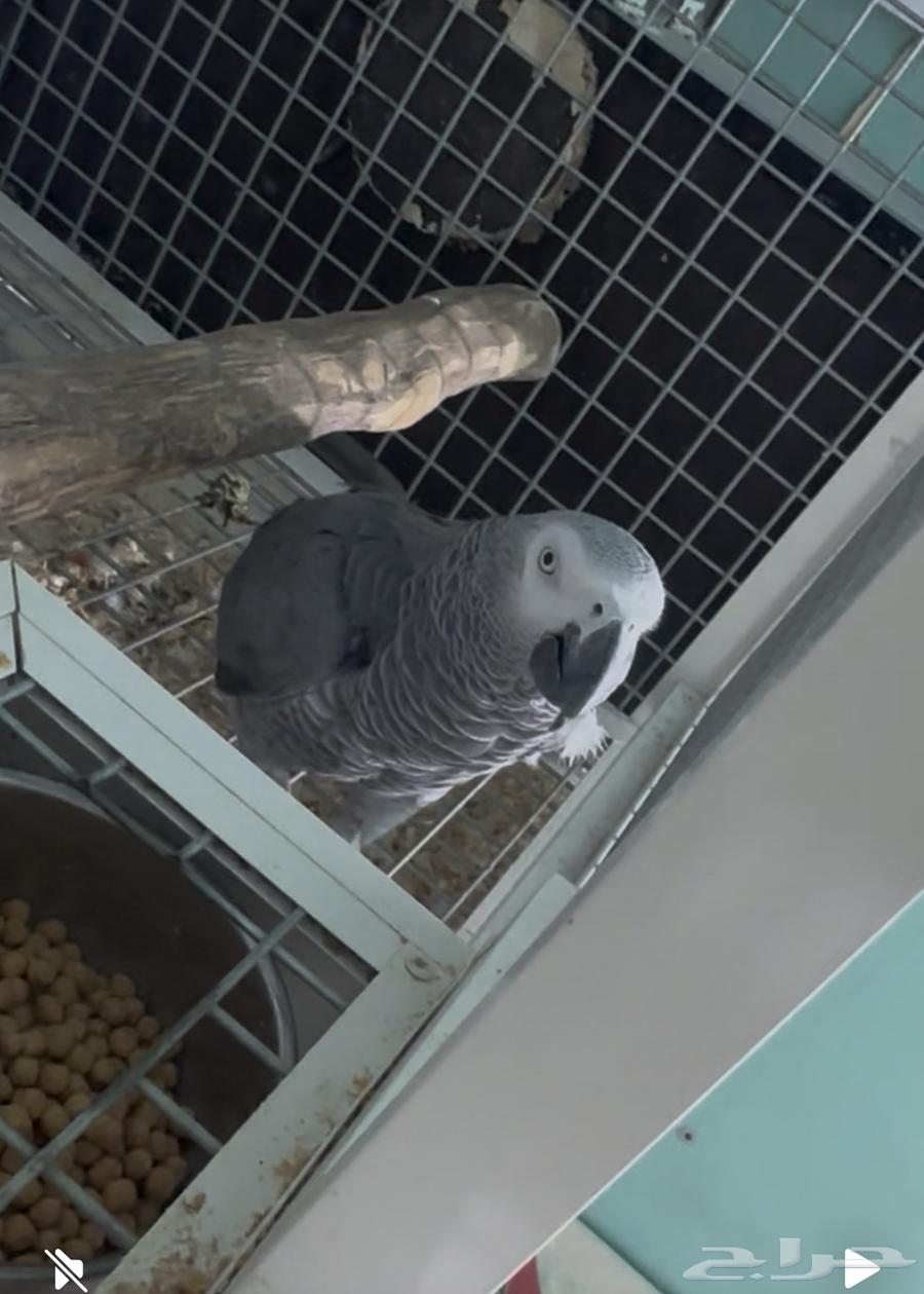 زوج كاسكو اليف منتج64591876398594111