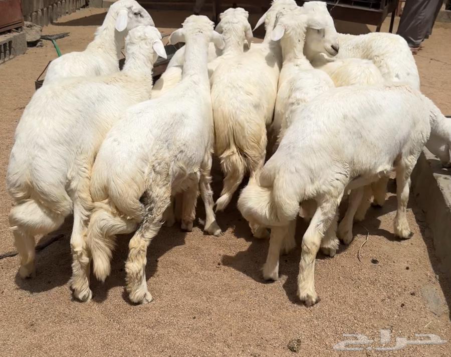 خرفان للبيع64594874737283111
