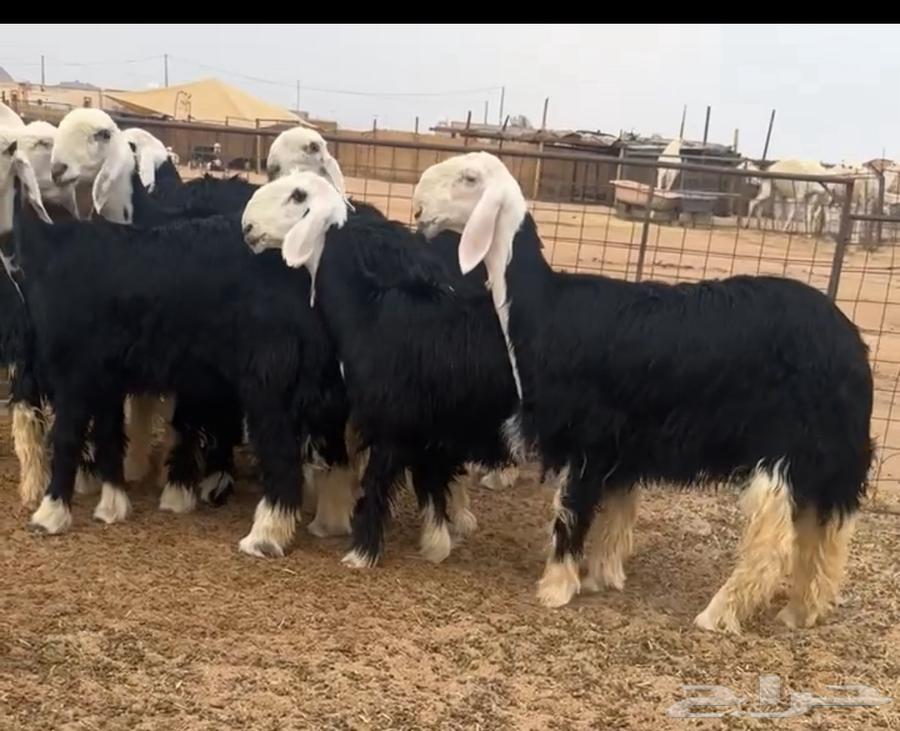 رخال نجد صنف64591238126339110