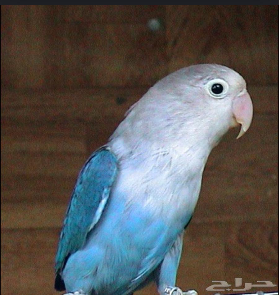 طير روز64592926806402110