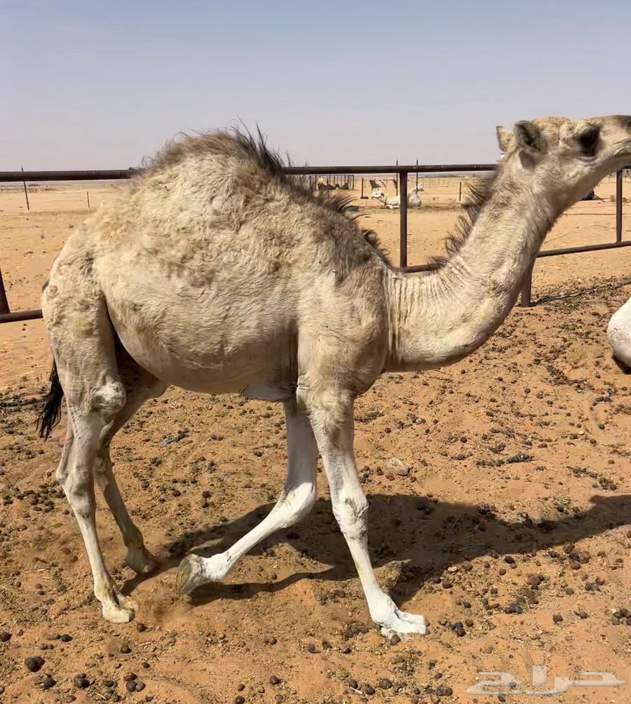 عشرا بكره بكر64589878942977113