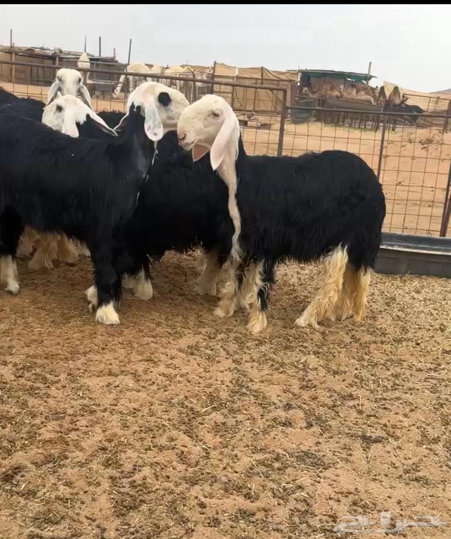 رخال نجد صنف64591238126339112